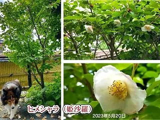 小次郎と春の草花－ヒメシャラ（姫沙羅）－