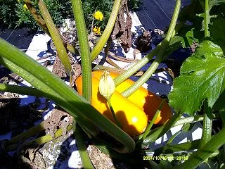 植物オイル ３