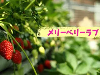 メリーベリーラブ2話【ネタバレ感想】社長…