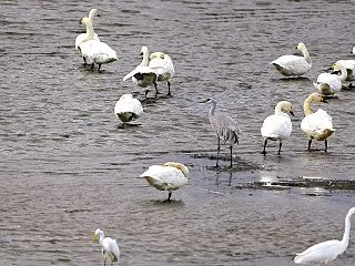 マイカー走らせて鳥撮りは雨上がりの「廻堰…