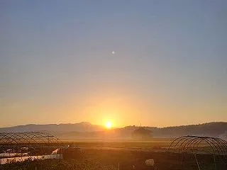 高菜発芽したでぇ～♪