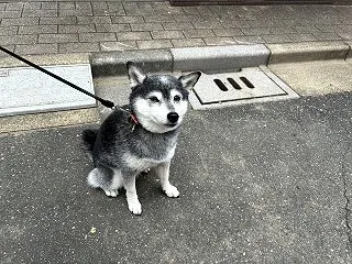 秋曇りのたまごトーストと筑前煮