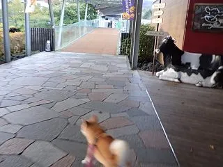 徐々に上がる足