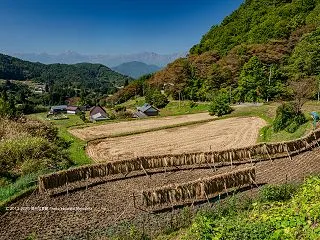 湾曲のはぜ掛け