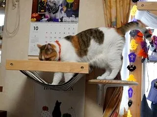 手作りステップ台その後