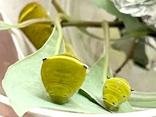 誰でしょう・・・・