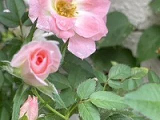 【新月ヒーリング】