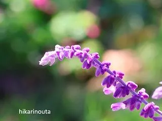 かわいいお花たち