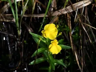 コタヌキモ～小さな生物を捕まえる