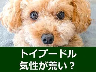 トイプードルは気性が荒い？原因と穏やかに…