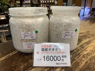 人気幼虫！