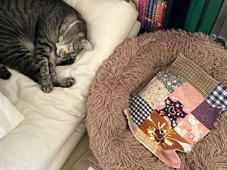 もふもふベッド2026