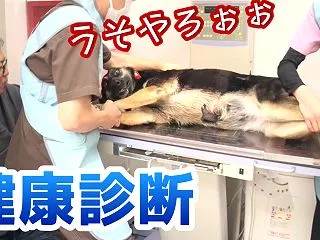 愛犬の健康診断に行ったら、初っ端からとん…