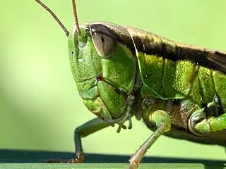 多摩川河川敷のハネナガイナゴ バッタ 0…