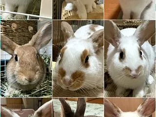 イベントラッシュ来るよぉ。
