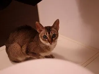 ぶぉ～がついているから。