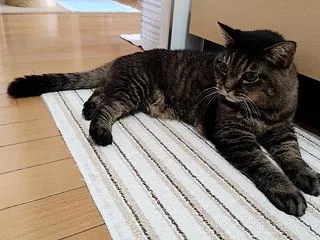厄介なヤツ