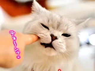 シュリと喋る為のチリンチリ～ン🔔