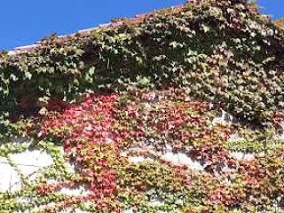 青い空に紅葉が似合います
