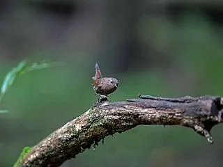 ミソサザイ