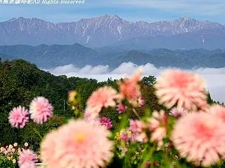 天空の花園～大岡ひなたダリア園（その１）