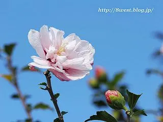 花梨の紅葉