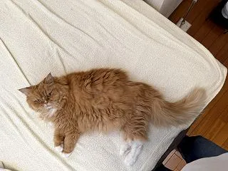 お気に入り！