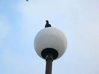 野菊