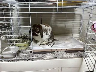 おおきなおおきな一番星。