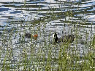 雛鳥が親鳥に寄ってきた～オオバン