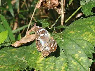 メスグロヒョウモン♀