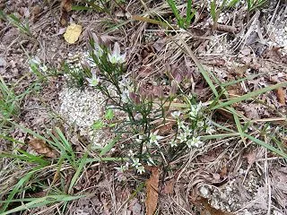 ちょこっと山歩き・咲き始めた比良山のセン…
