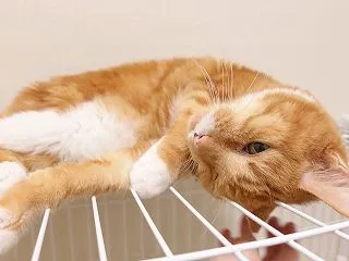 自宅療養の第一歩。ヘルニアと闘う猫のケー…
