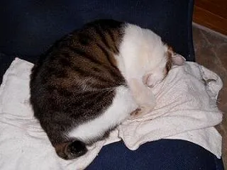 猫に小判を与えたら。 埋蔵金：弐千拾両 …