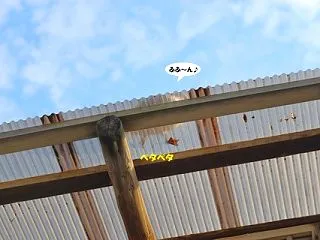 ペタペタ歩くかわいい水かき