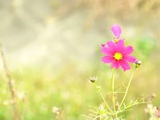 誇ってはならない