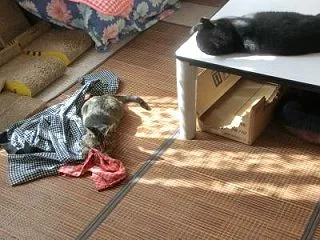 お古のズボン