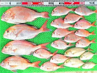 2026年10月15日 釣果