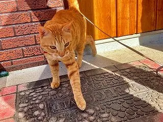 ニャン太だよー