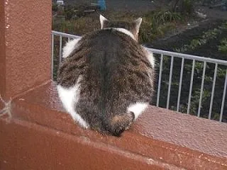 猫に小判を与えたら。 埋蔵金：弐千拾壱両…