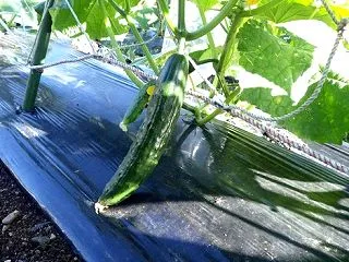 キュウリはそろそろ終りを迎える