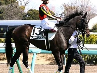 ヴェニゼロス 新潟出走 (コントレイル産…