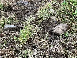 【 イノシシ 田んぼに近づく 】