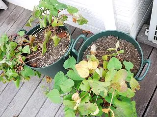 サツマイモ紅はるか収穫