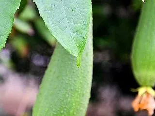 ヘチマ