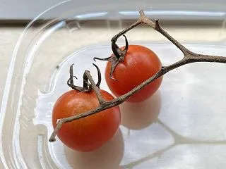 日々の変化に驚きを隠せなかった “ プチ…