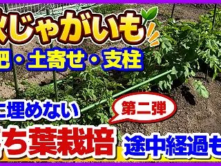 【秋じゃがいも】通常栽培と落ち葉栽培の途…