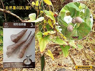 自然薯の試し掘り