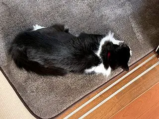 一番の働き者の車検