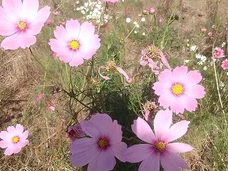 秋桜の季節になりましたね。
